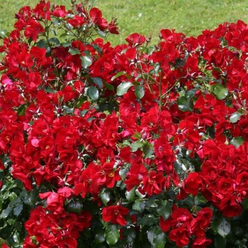 Rosen Shop - bodendecker rosen  - rot - Rosa Apache ® - duftlos - W. Kordes & Sons - -